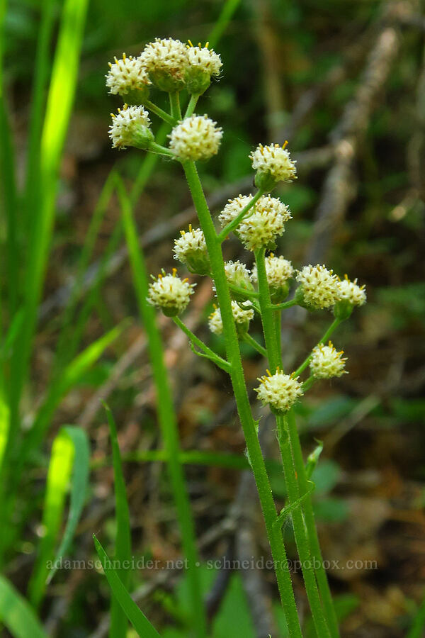 raceme pussy-toes (male flowers) (Antennaria racemosa) [Old Blewett Pass Highway, Okanogan-Wenatchee National Forest, Chelan County, Washington]
