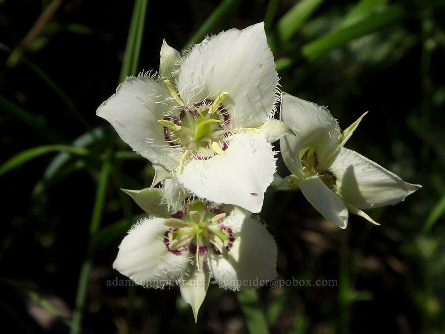 Lyall's mariposa lily (Calochortus lyallii) [Ingalls Creek Road, Okanogan-Wenatchee National Forest, Chelan County, Washington]