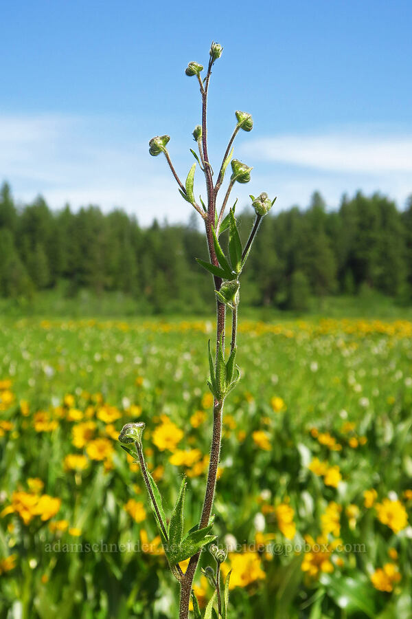 monkshood, budding (Aconitum columbianum) [Camas Meadows Natural Area Preserve, Chelan, Washington]