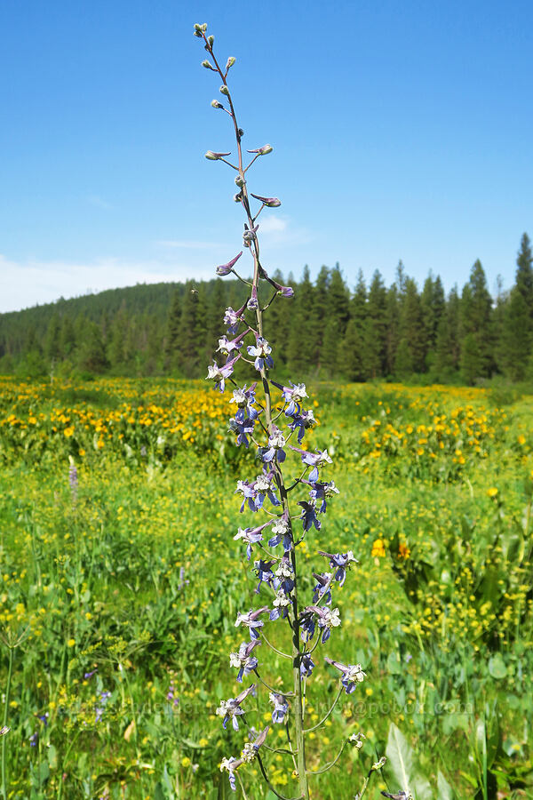very tall larkspur (Delphinium lineapetalum) [Camas Meadows Natural Area Preserve, Chelan, Washington]