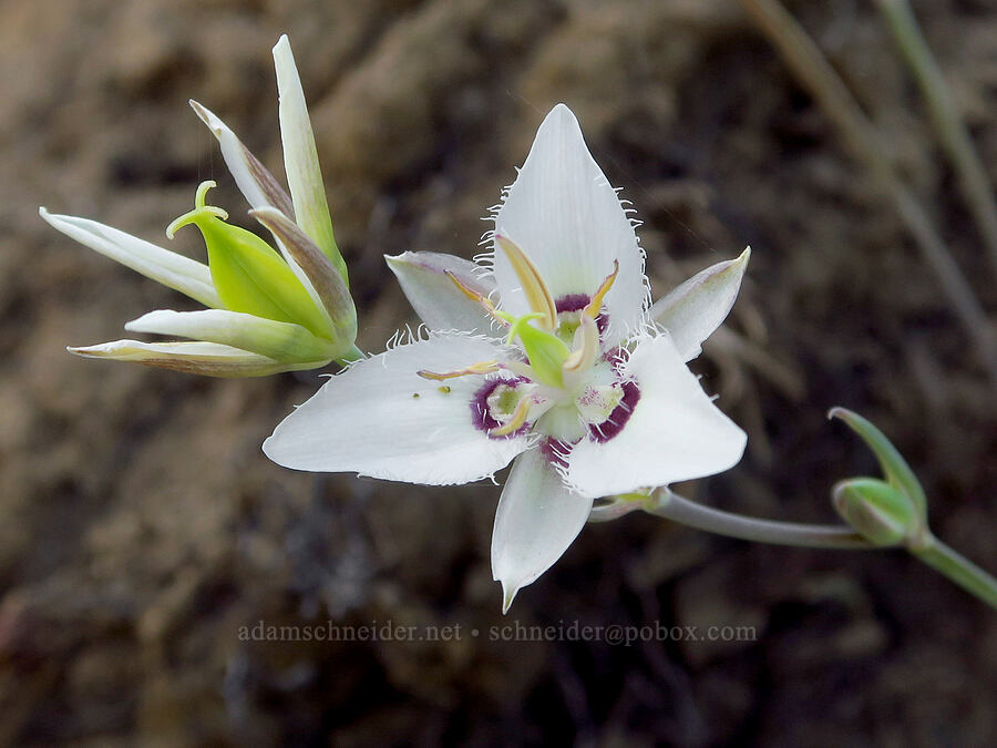 Lyall's mariposa lily (Calochortus lyallii) [Forest Road 7200, Okanogan-Wenatchee National Forest, Chelan County, Washington]