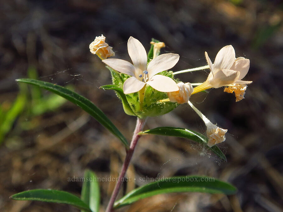 grand collomia (Collomia grandiflora) [Forest Road 7200, Okanogan-Wenatchee National Forest, Chelan County, Washington]