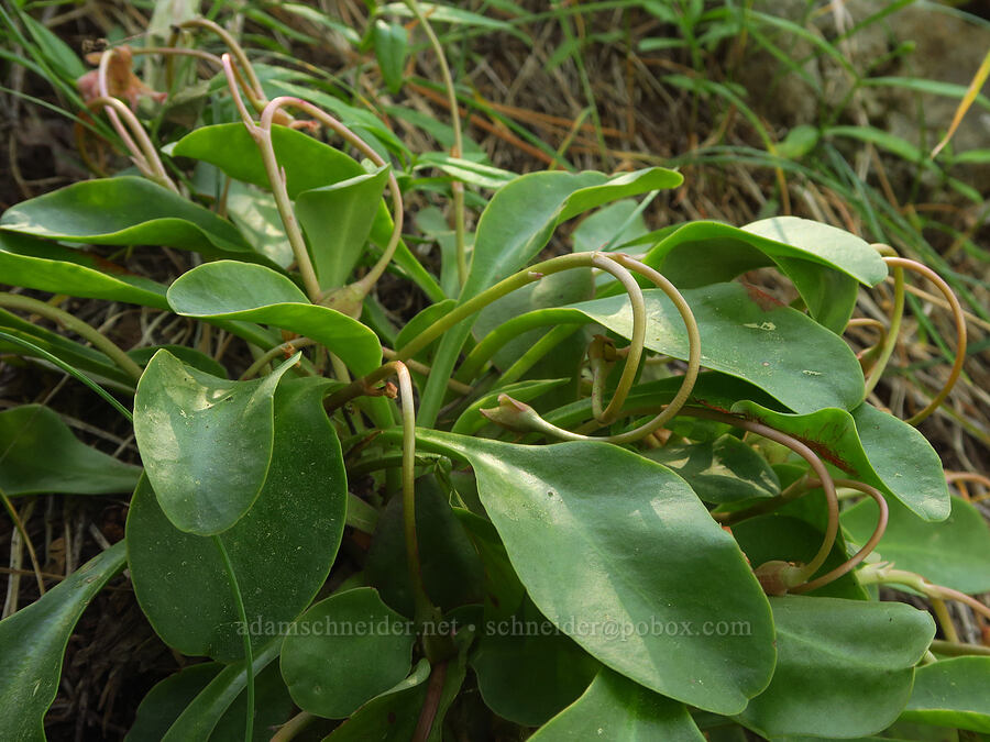 Tweedy's lewisia, going to seed (Lewisiopsis tweedyi (Lewisia tweedyi)) [Forest Road 7200, Okanogan-Wenatchee National Forest, Chelan County, Washington]