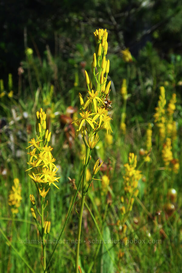 California bog asphodel (Narthecium californicum) [Wimer Road, Rogue River-Siskiyou National Forest, Josephine County, Oregon]