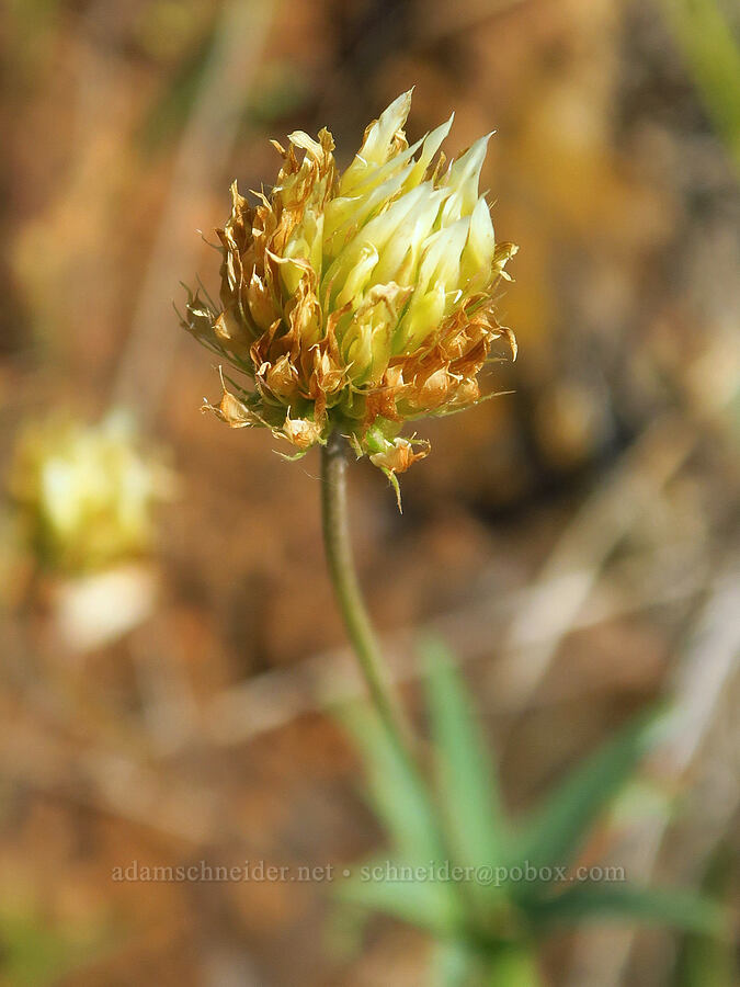 long-stalked clover (Trifolium longipes) [Wimer Road, Rogue River-Siskiyou National Forest, Josephine County, Oregon]