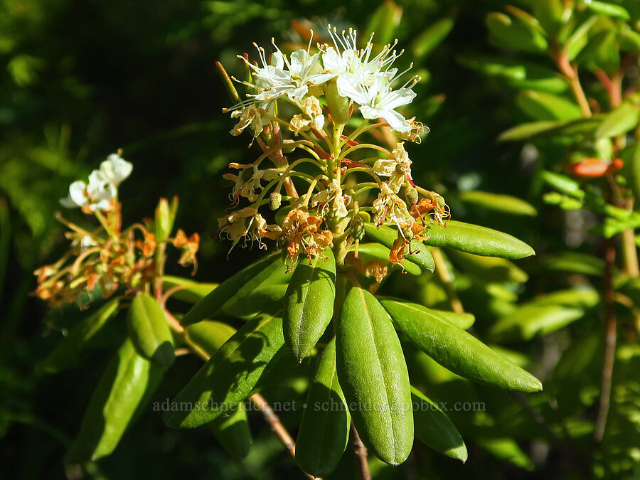 trapper's tea (Rhododendron columbianum (Ledum columbianum) (Ledum glandulosum)) [Wimer Road, Rogue River-Siskiyou National Forest, Josephine County, Oregon]