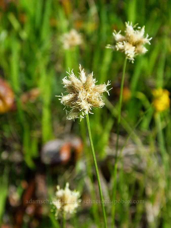 fringed cotton-grass (Eriophorum crinigerum (Calliscirpus criniger)) [Wimer Road, Rogue River-Siskiyou National Forest, Josephine County, Oregon]