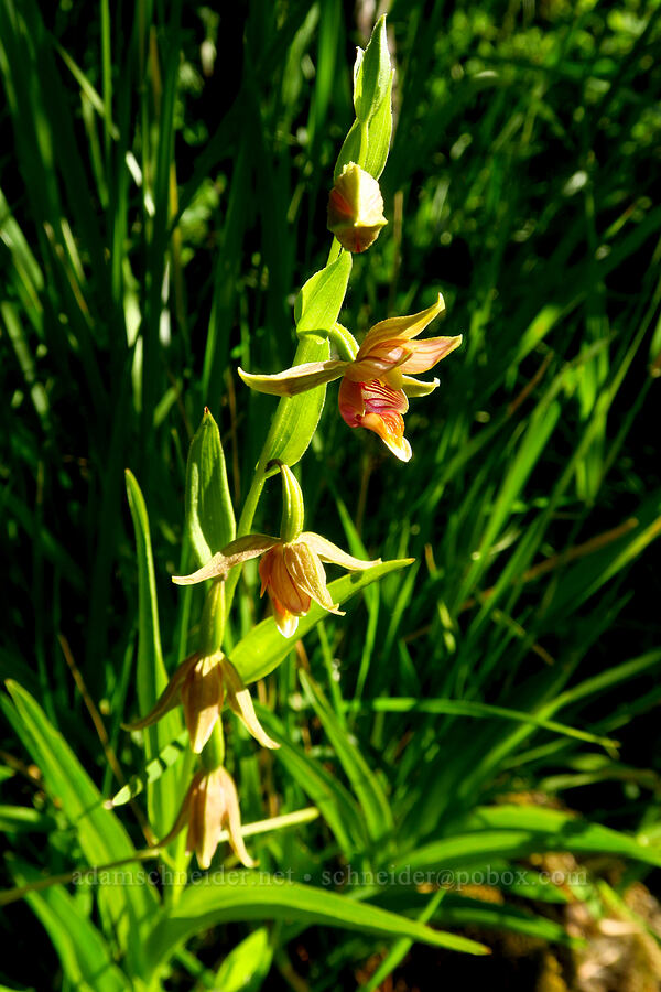 giant stream orchid (Epipactis gigantea) [Wimer Road, Rogue River-Siskiyou National Forest, Josephine County, Oregon]