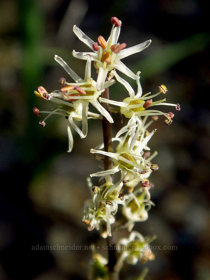 serpentine rush-lily (Hastingsia serpentinicola (Hastingsia alba)) [Whiskey Creek Fen, Rogue River-Siskiyou National Forest, Josephine County, Oregon]