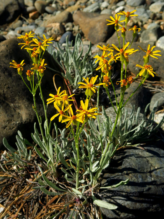 Siskiyou ragwort (Packera macounii (Senecio fastigatus)) [Whiskey Creek Fen, Rogue River-Siskiyou National Forest, Josephine County, Oregon]