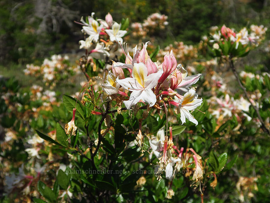 western azalea (Rhododendron occidentale) [Whiskey Creek Fen, Rogue River-Siskiyou National Forest, Josephine County, Oregon]