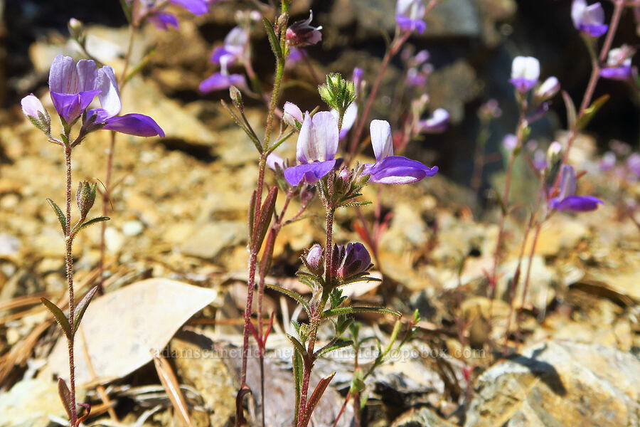 narrow-leaf blue-eyed-Mary (Collinsia linearis (Collinsia rattanii var. linearis)) [Wimer Road, Rogue River-Siskiyou National Forest, Josephine County, Oregon]