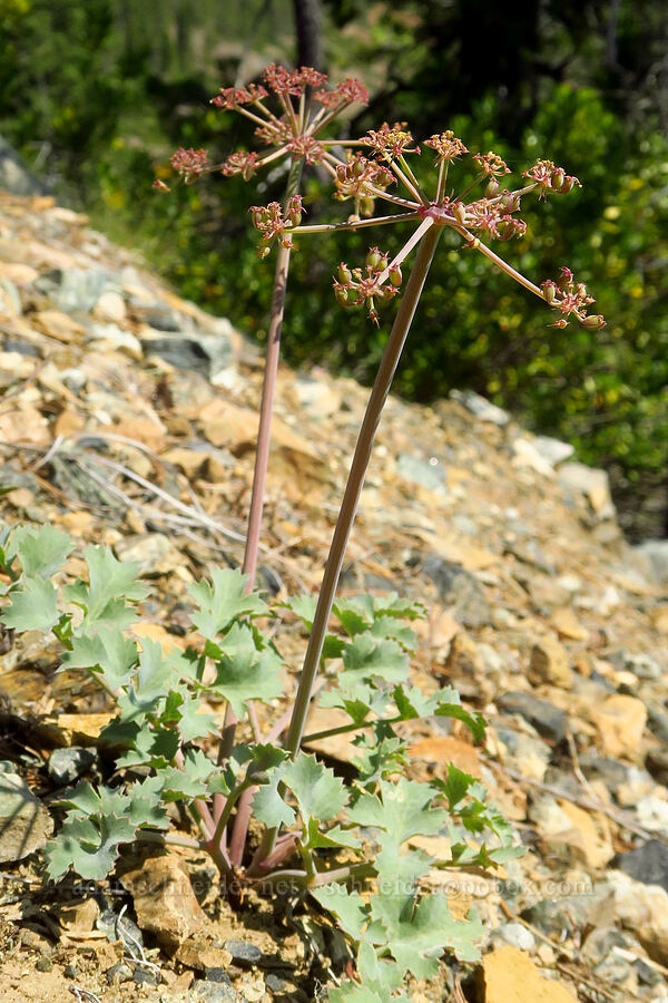 Howell's desert parsley, going to seed (Lomatium howellii) [Wimer Road, Rogue River-Siskiyou National Forest, Josephine County, Oregon]