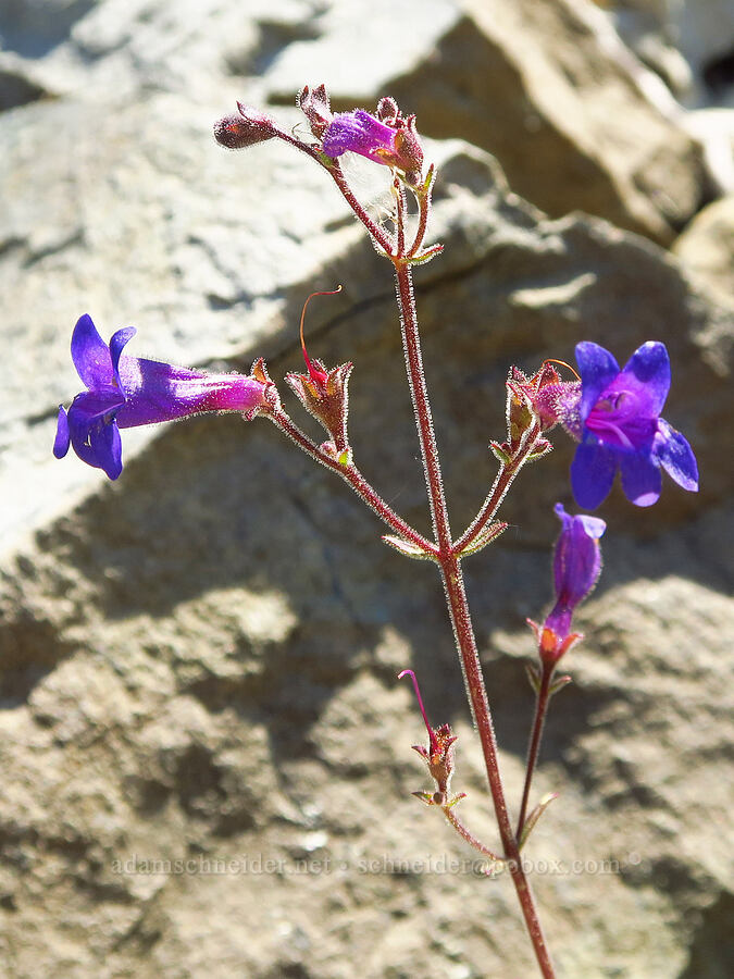 Roezl's penstemon (Penstemon roezlii (Penstemon laetus ssp. roezlii)) [Wimer Road, Rogue River-Siskiyou National Forest, Josephine County, Oregon]