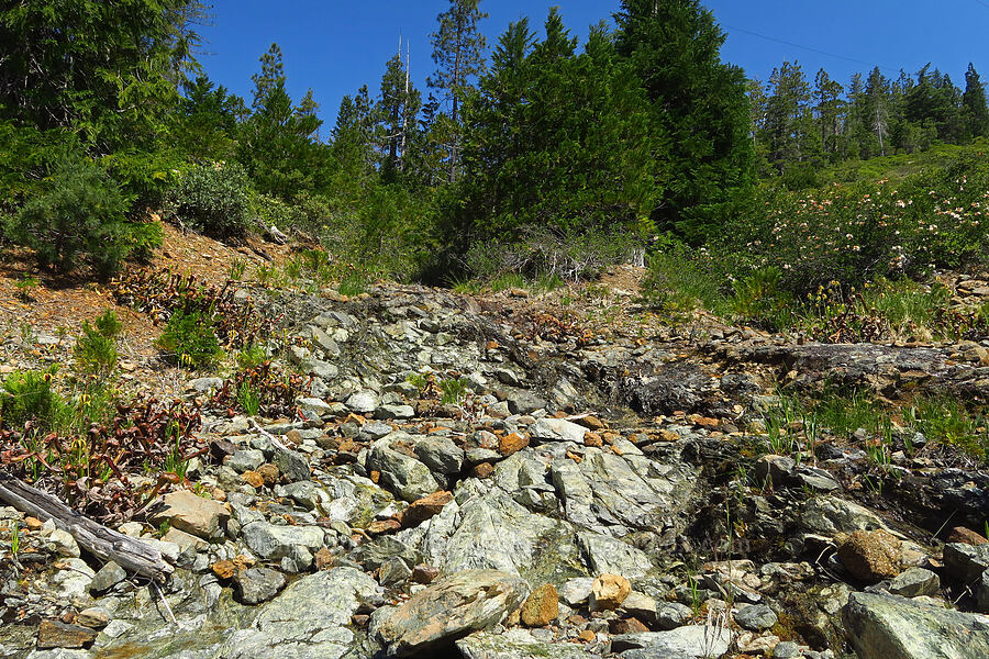 serpentine spring [Wimer Road, Rogue River-Siskiyou National Forest, Josephine County, Oregon]
