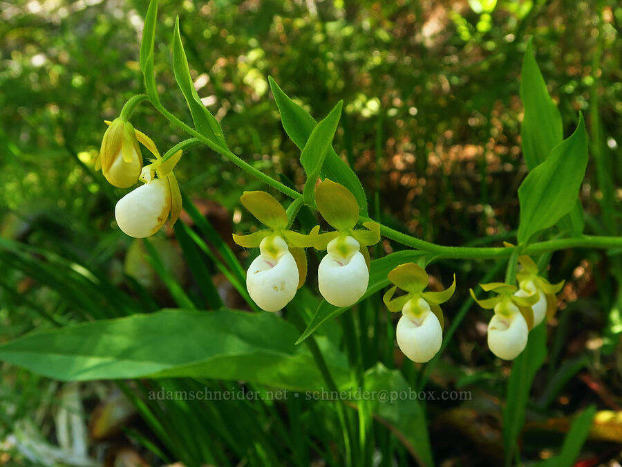 California lady's-slipper orchids (Cypripedium californicum) [Wimer Road, Rogue River-Siskiyou National Forest, Josephine County, Oregon]