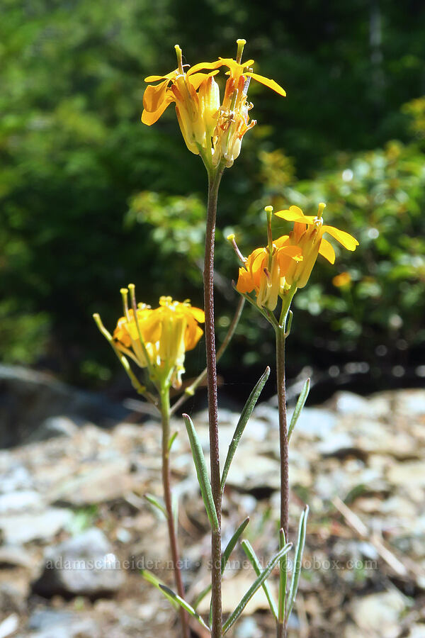 wallflower (Erysimum capitatum) [Wimer Road, Rogue River-Siskiyou National Forest, Josephine County, Oregon]