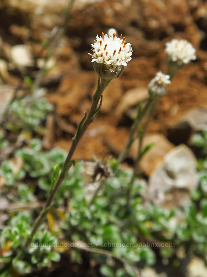 shrubby pussy-toes (Antennaria suffrutescens) [Wimer Road, Rogue River-Siskiyou National Forest, Josephine County, Oregon]