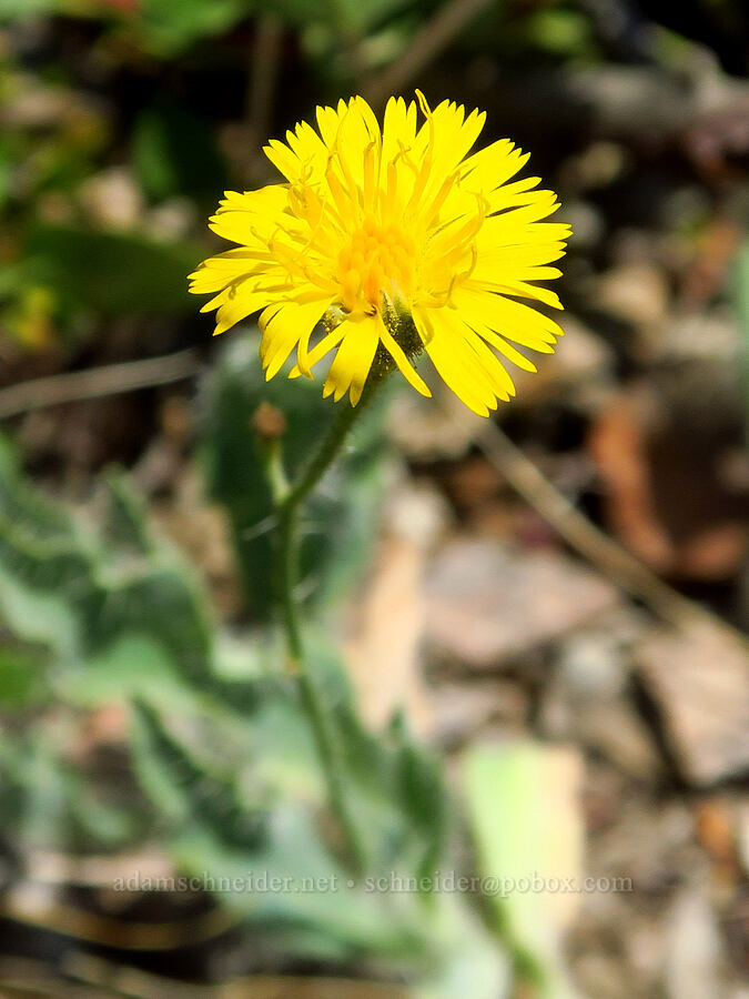 Parry's hawkweed (Hieracium parryi) [Wimer Road, Rogue River-Siskiyou National Forest, Josephine County, Oregon]