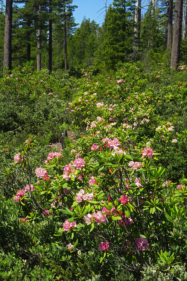 Pacific rhododendrons (Rhododendron macrophyllum) [Wimer Road, Rogue River-Siskiyou National Forest, Josephine County, Oregon]