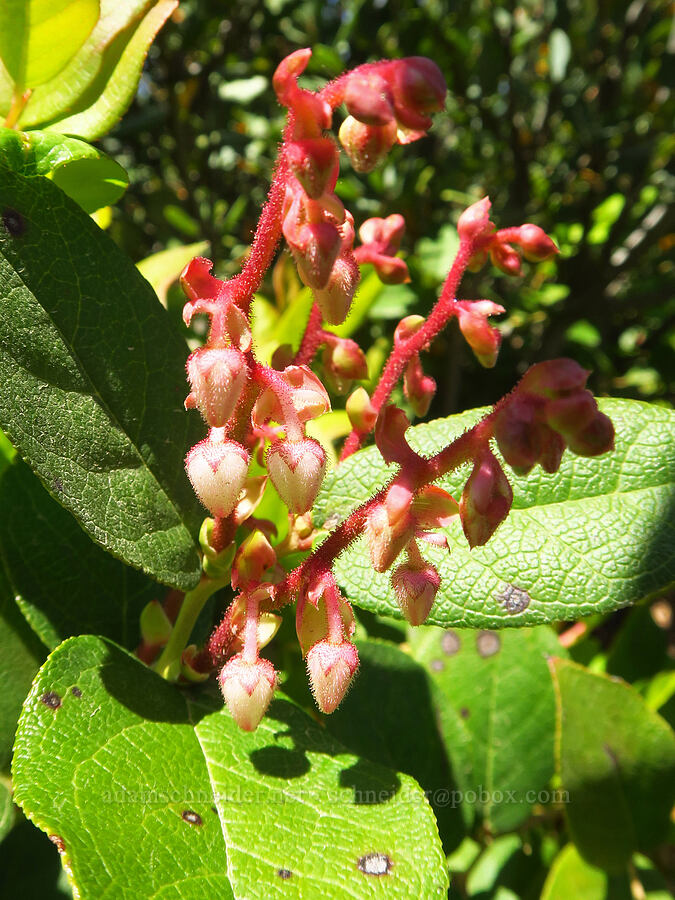 salal flowers (Gaultheria shallon) [Wimer Road, Rogue River-Siskiyou National Forest, Josephine County, Oregon]