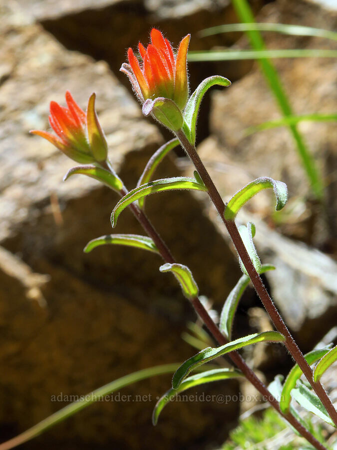 frosted paintbrush (Castilleja pruinosa) [Wimer Road, Rogue River-Siskiyou National Forest, Curry County, Oregon]