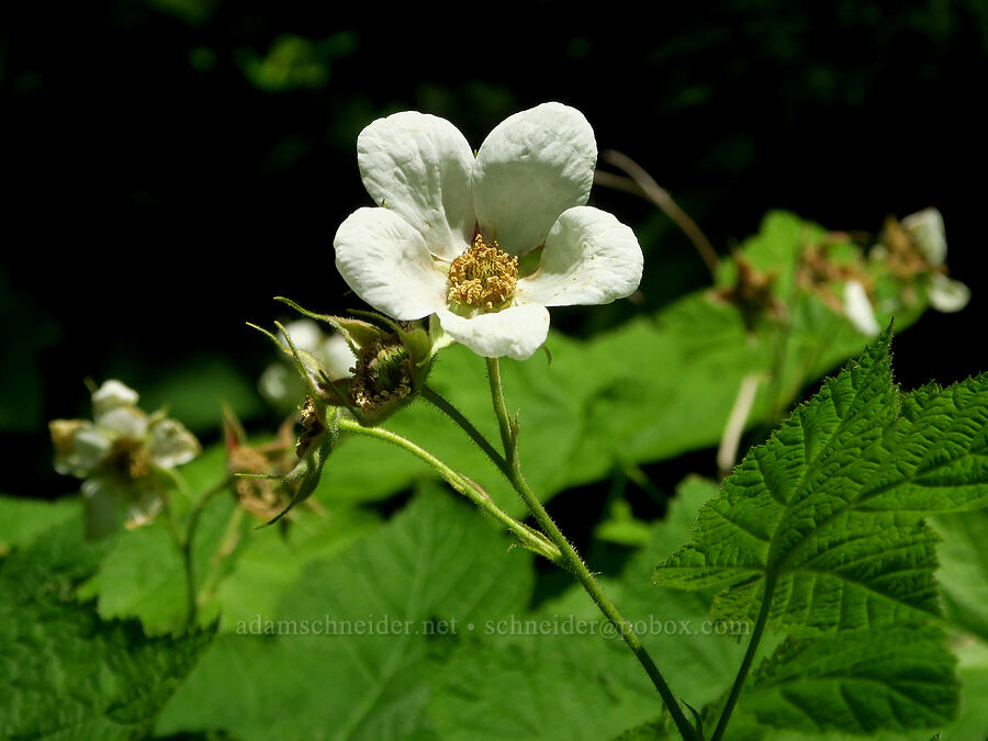 thimbleberry flowers (Rubus parviflorus (Rubus nutkanus)) [County Road 315, Six Rivers National Forest, Del Norte County, California]