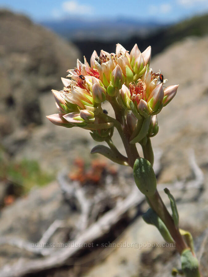rosy stonecrop (Sedum laxum ssp. laxum) [County Road 315, Six Rivers National Forest, Del Norte County, California]