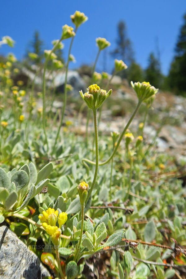 ternate buckwheat, budding (Eriogonum ternatum) [County Road 315, Six Rivers National Forest, Del Norte County, California]