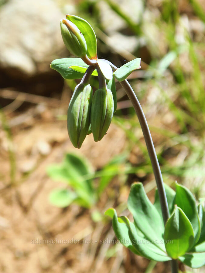 Bolander's lily, budding (Lilium bolanderi) [County Road 315, Six Rivers National Forest, Del Norte County, California]
