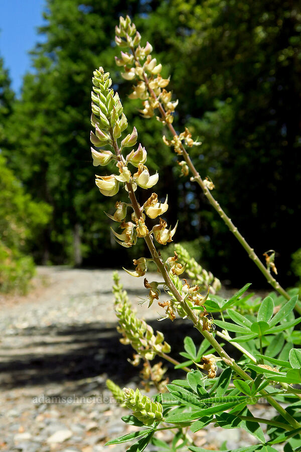 sickle-keel lupine (Lupinus albicaulis) [County Road 315, Six Rivers National Forest, Del Norte County, California]