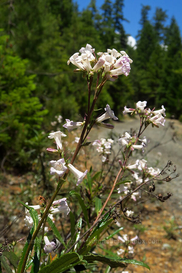 yerba santa (Eriodictyon californicum (Wigandia californica)) [County Road 315, Six Rivers National Forest, Del Norte County, California]
