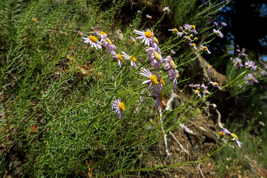 leafy fleabane (Erigeron foliosus var. confinis) [U.S. Highway 199, Six Rivers National Forest, Del Norte County, California]