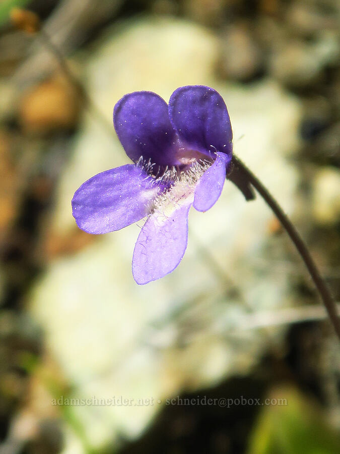 butterwort (Pinguicula macroceras (Pinguicula vulgaris ssp. macroceras)) [U.S. Highway 199, Six Rivers National Forest, Del Norte County, California]