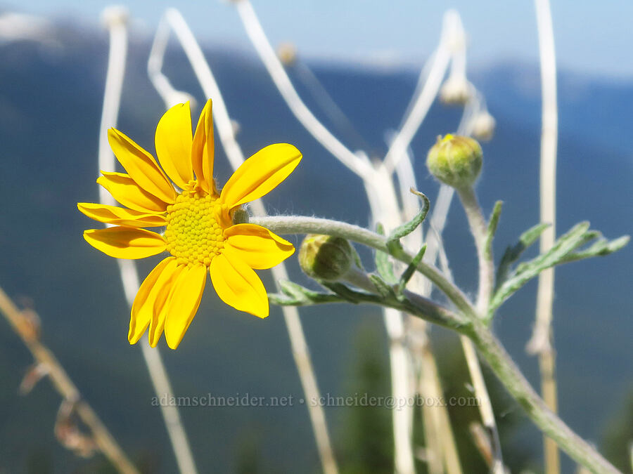 Oregon sunshine (Eriophyllum lanatum) [Blue Mountain, Olympic National Park, Clallam County, Washington]