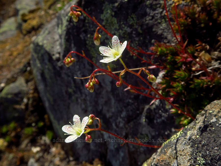 spotted saxifrage (Saxifraga bronchialis ssp. austromontana (Saxifraga austromontana)) [Blue Mountain, Olympic National Park, Clallam County, Washington]