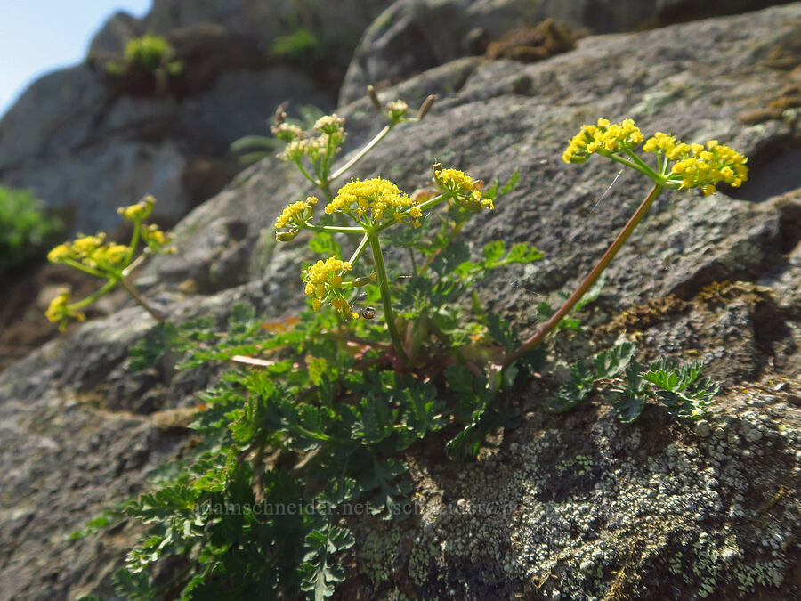 Cascade desert parsley (Lomatium martindalei) [Blue Mountain, Olympic National Park, Clallam County, Washington]