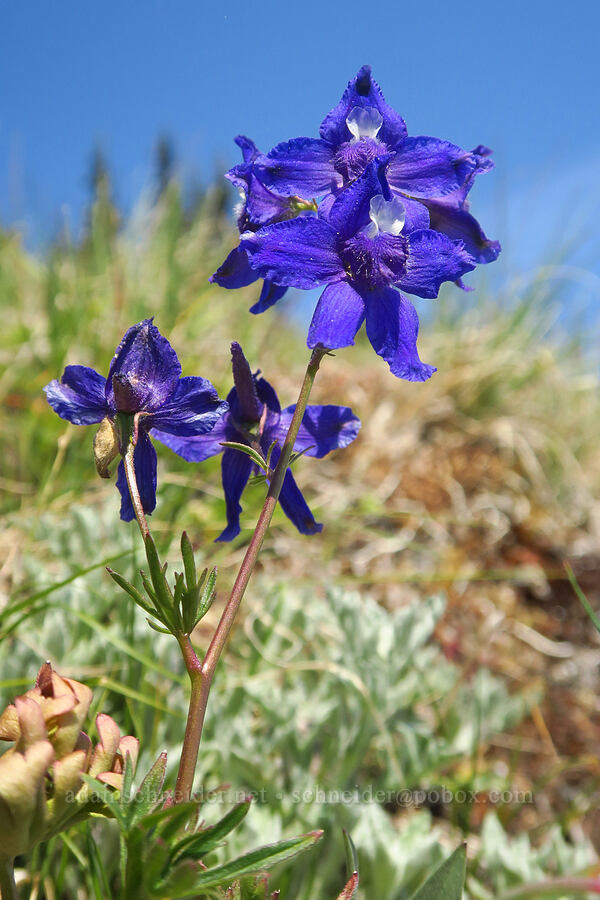 Olympic larkspur (Delphinium glareosum) [Blue Mountain, Olympic National Park, Clallam County, Washington]