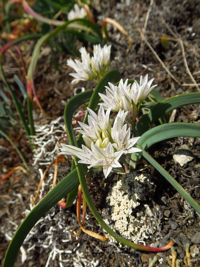 Olympic onions (Allium crenulatum) [Blue Mountain, Olympic National Park, Clallam County, Washington]