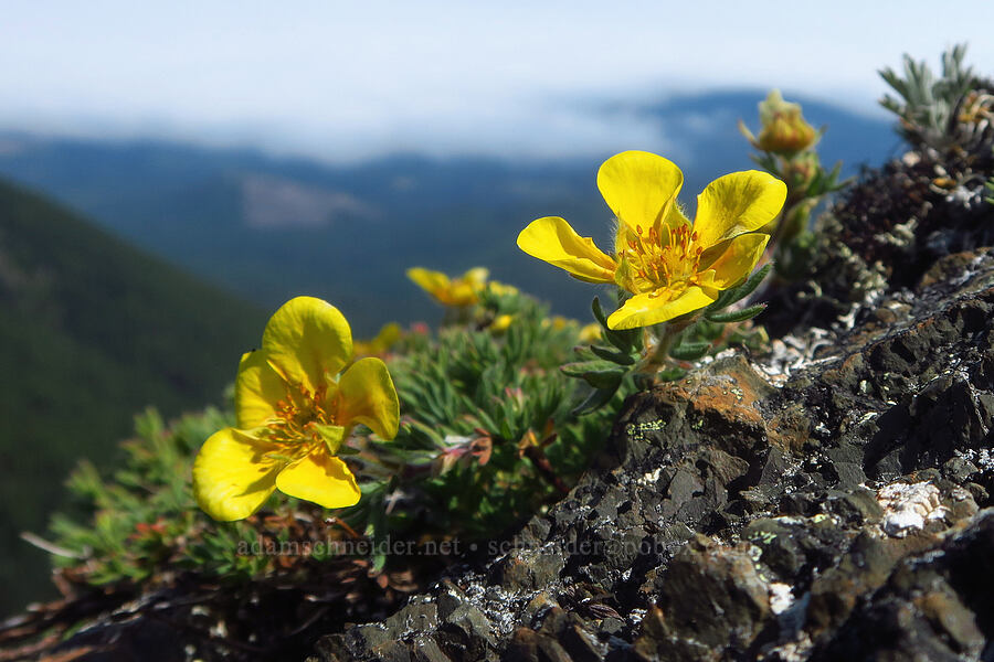 shrubby cinquefoil (Dasiphora fruticosa (Potentilla fruticosa)) [Blue Mountain, Olympic National Park, Clallam County, Washington]