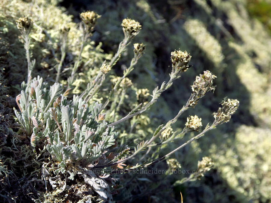 alpine smelowskia, going to seed (Smelowskia americana (Smelowskia calycina var. americana)) [Blue Mountain, Olympic National Park, Clallam County, Washington]