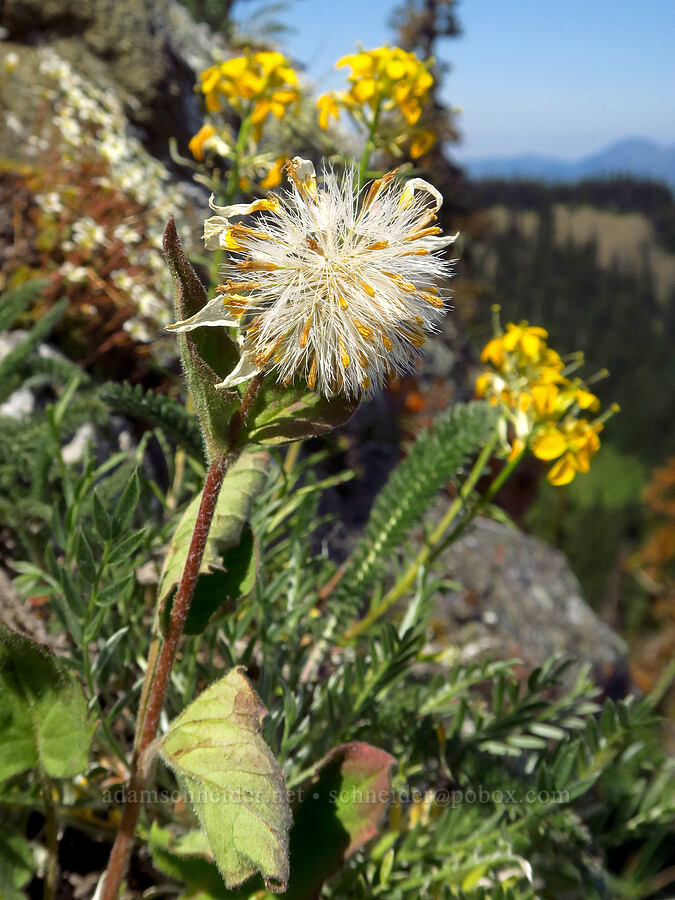 heart-leaf arnica, gone to seed (Arnica cordifolia) [Blue Mountain, Olympic National Park, Clallam County, Washington]