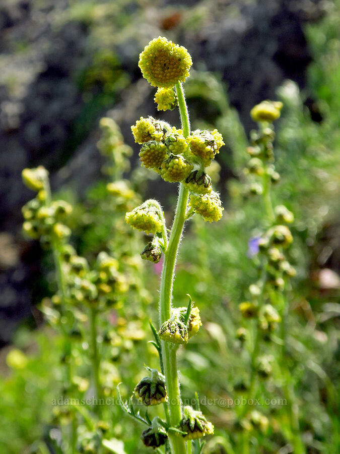 mountain sagewort (Artemisia norvegica ssp. saxatilis) [Blue Mountain, Olympic National Park, Clallam County, Washington]
