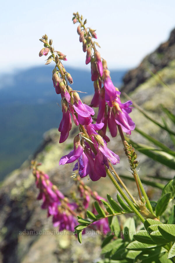 western sweet-vetch (Hedysarum occidentale) [Blue Mountain, Olympic National Park, Clallam County, Washington]