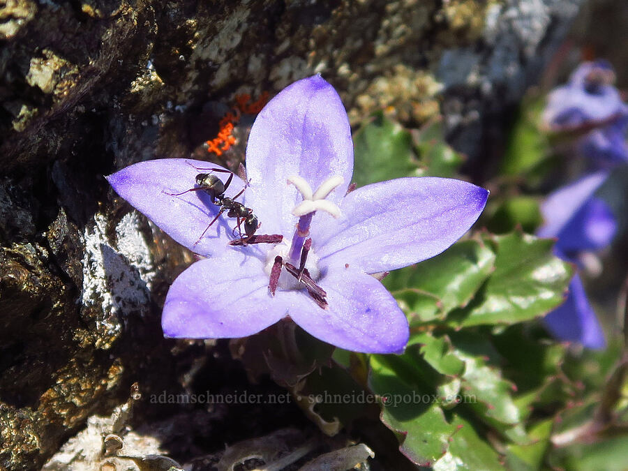 ant on an Olympic bellflower (Formica sp., Campanula piperi) [Blue Mountain, Olympic National Park, Clallam County, Washington]