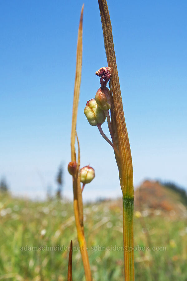 grass-widow, going to seed (Olsynium douglasii) [Blue Mountain, Olympic National Park, Clallam County, Washington]