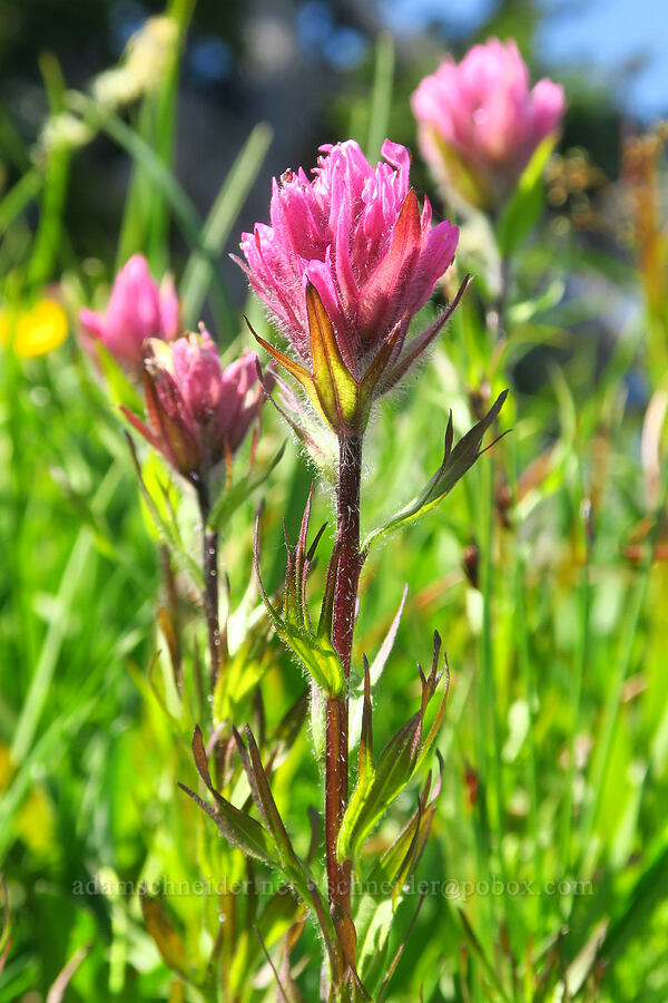 Olympic paintbrush (Castilleja parviflora var. olympica) [Blue Mountain, Olympic National Park, Clallam County, Washington]