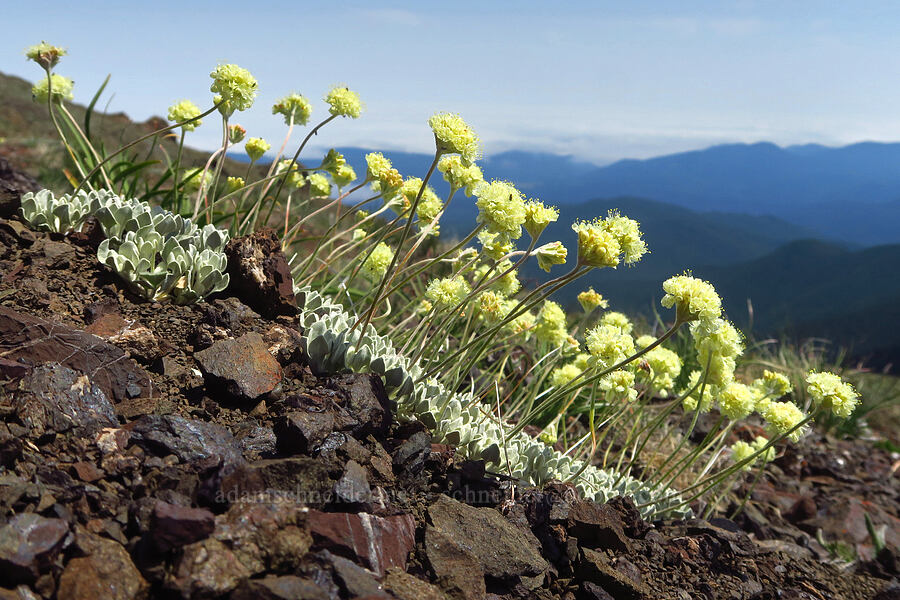 cushion buckwheat (Eriogonum ovalifolium var. nivale) [Blue Mountain, Olympic National Park, Clallam County, Washington]