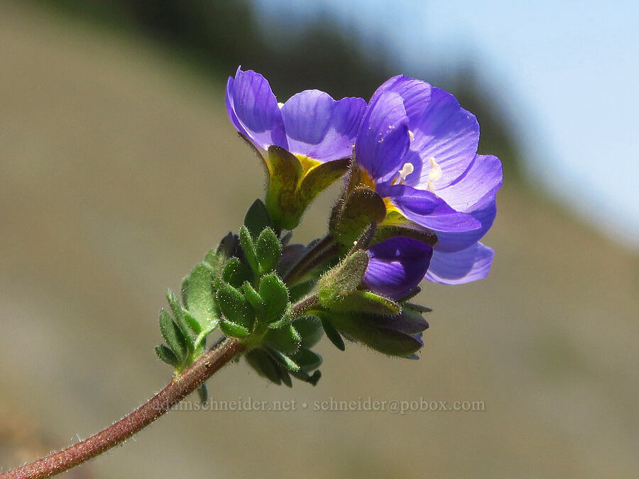 showy Jacob's-ladder (Polemonium pulcherrimum var. pulcherrimum) [Blue Mountain, Olympic National Park, Clallam County, Washington]