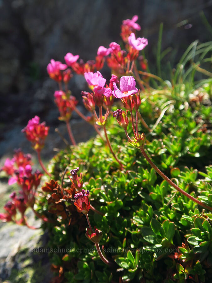 dwarf-primrose (smooth douglasia) (Douglasia laevigata (Androsace laevigata)) [Blue Mountain, Olympic National Park, Clallam County, Washington]